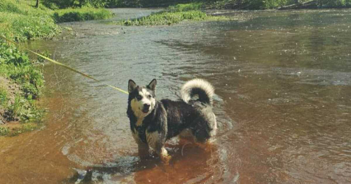 Hey Pandas, To Celebrate National Dog Day, Post A Picture Of Your Dog! (Closed) | Bored Panda