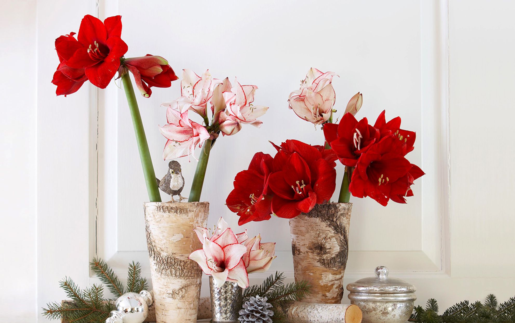The 7 Best Indoor Plants for Christmas Decorating