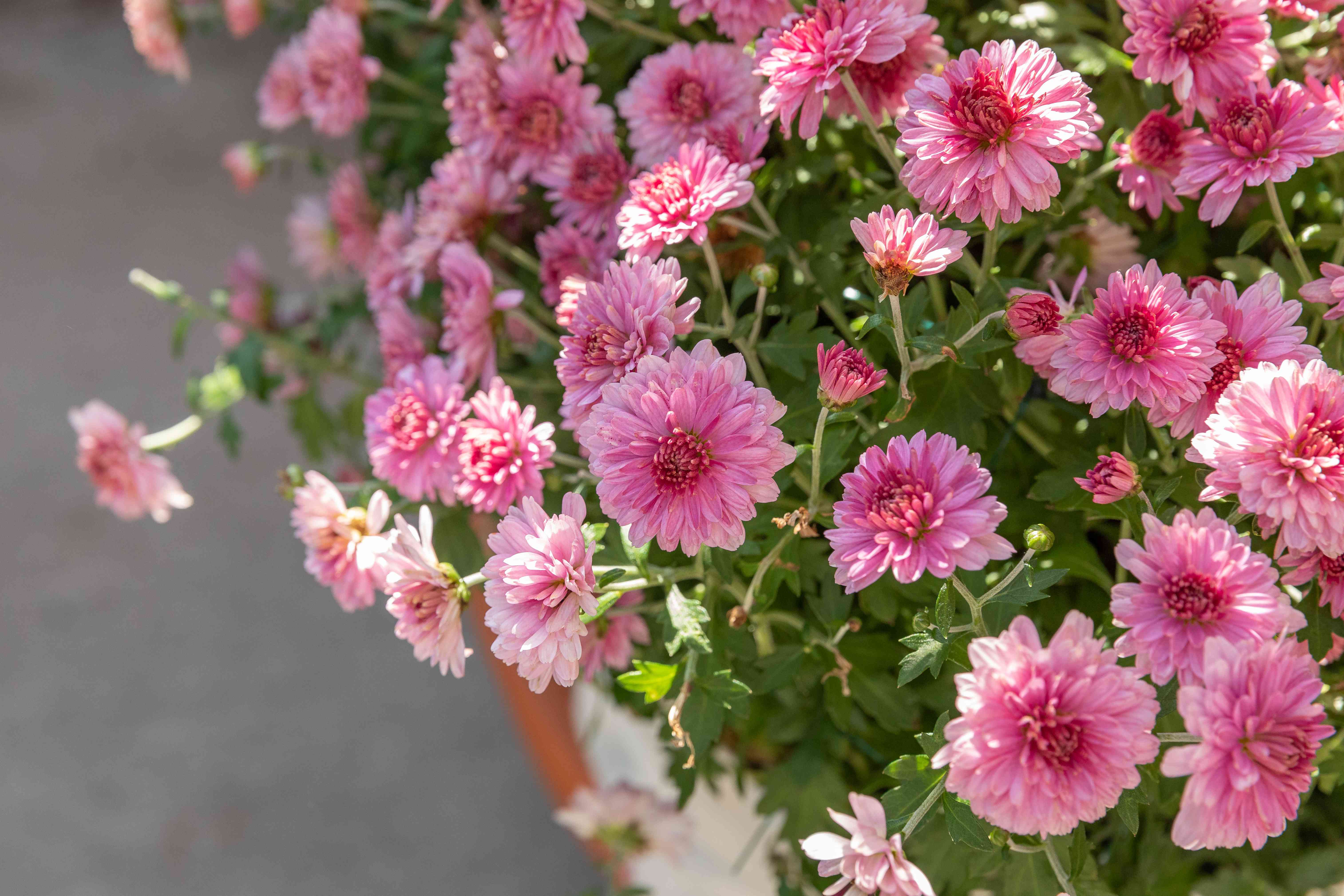 How to Grow and Care for Chrysanthemums